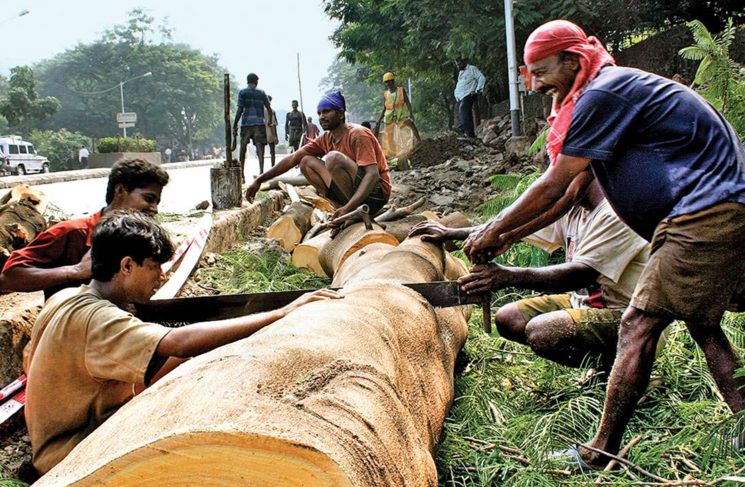 Congress Paid Heavy Cost for Allowing Cutting of Trees For Coal?